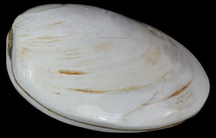 Wide Polished Fossil Clam - Jurassic #55235